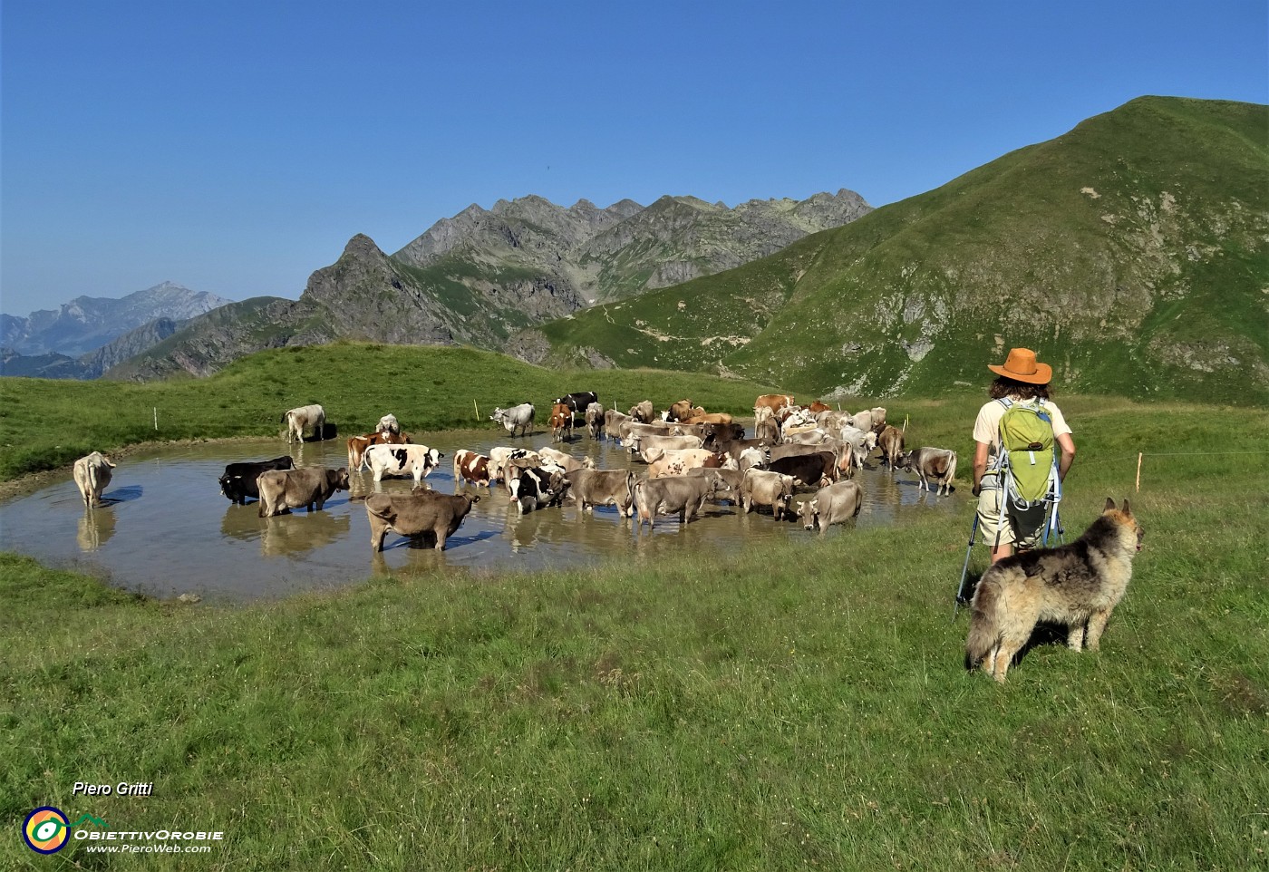 01 Fa gran caldo! La mucche si rinfrescano nella bella pozza (2050 m circa) al colletto per il monte Avaro ..JPG